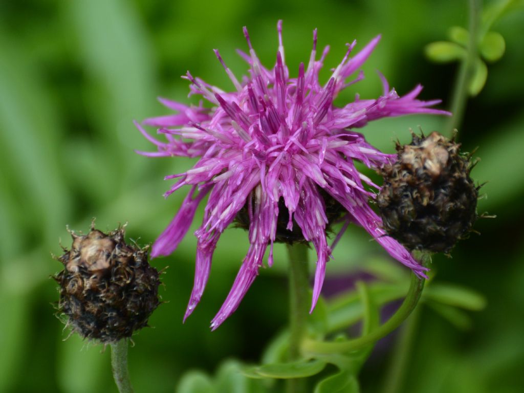 Centaurea scabiosa alpestris ?